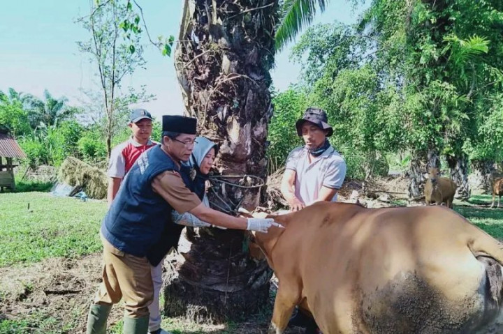 4.850 Ternak di Mukomuko Sudah Vaksin PMK