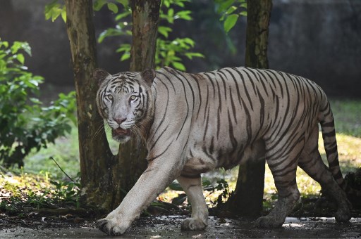 Seorang Ibu Lawan Harimau dengan Tangan Kosong Demi Selamatkan Anaknya