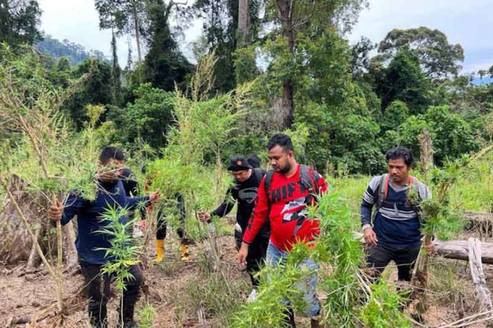 Enam Hektare Ladang Ganja di Bireuen Dimusnahkan