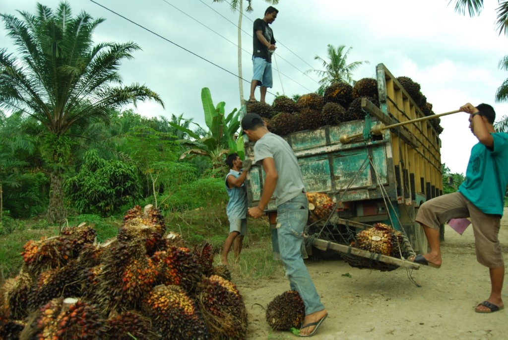 Indonesia is the largest palm oil producer in the world. (Photo: MI)