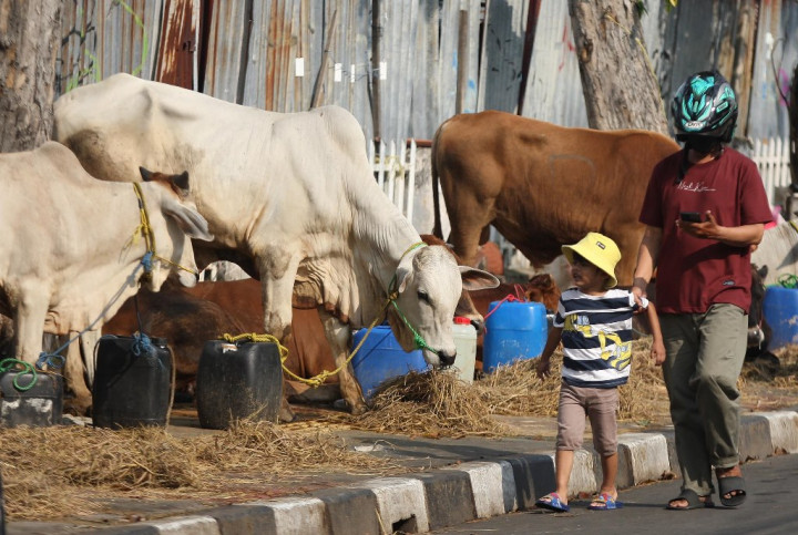 Ini Cara Alternatif Pemasok Sapi Bakalan Jaga Kestabilan Harga