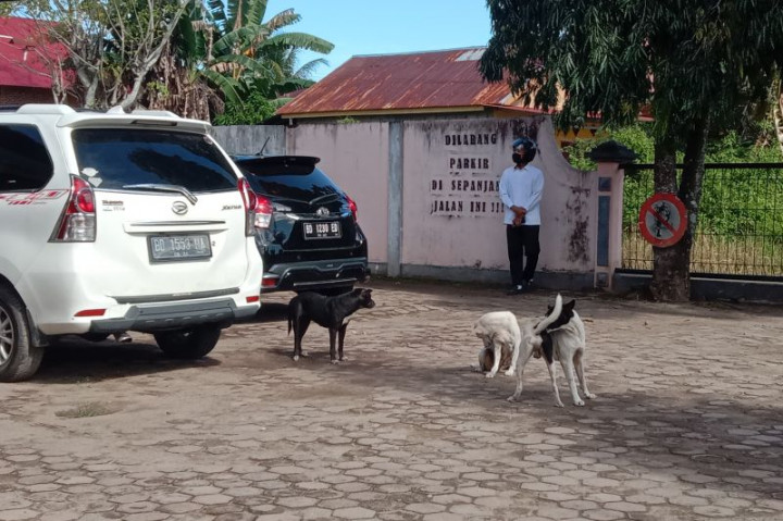 Mukomuko Bengkulu Bentus Tim Khusus Eliminasi Anjing Liar