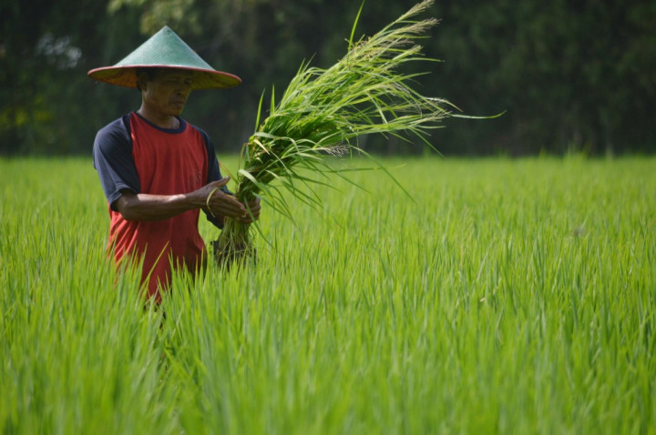 Kementan Ajak Petani Sumut Maksimalkan KUR Kementan Ajak Petani Sumut Maksimalkan KUR