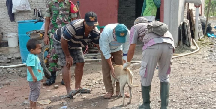 Seratusan Hewan Penular Rabies di Palas Lampung Disuntik Vaksin