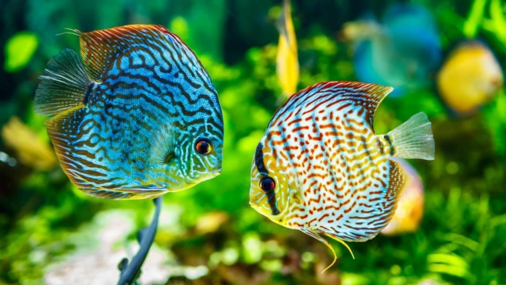 Jenis ikan hias air tawar yang mudah dipelihara. Foto: OSC Medcom