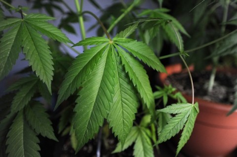 304 Kg Ganja di Gayo Lues Dimusnahkan