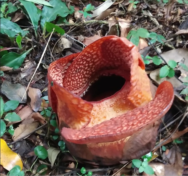 Pertama Sejak 16 Tahun, Rafflesia arnoldi R.Br Mekar di Luar Habitatnya