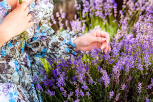 5 Cara Menanam dan Merawat Lavender di Rumah