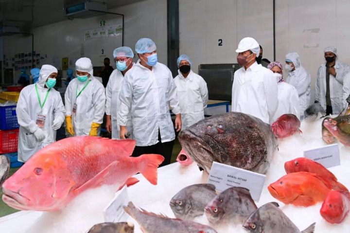 Jokowi Tinjau Unit Pengolahan Ikan dan Budidaya Rumput Laut di Maluku