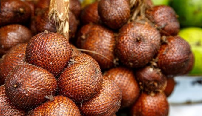 UGM Kembangkan Potensi Limbah Kulit Salak Pondoh jadi Obat Kanker Lidah UGM Kembangkan Potensi Limbah Kulit Salak Pondoh jadi Obat Kanker Lidah
