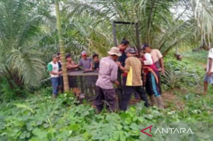 BKSDA Mukomuko Pasang Perangkap usai Harimau Mangsa Ternak Warga