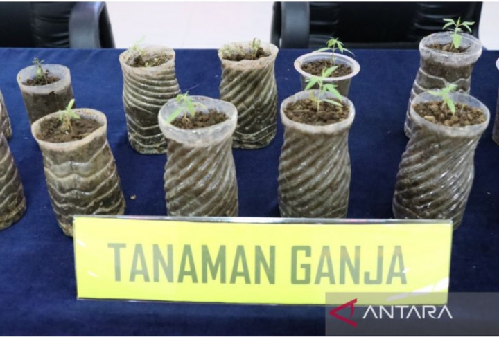 Polisi Tangkap Pemuda Pembudi Daya Ganja di Bogor