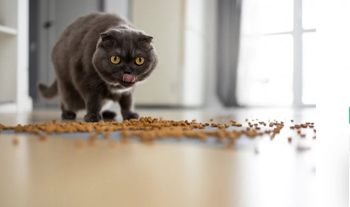 Rumah Tetap Bersih meski Pelihara Kucing, Begini Caranya