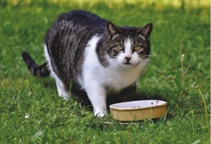 Makanan Basah atau Kering untuk Kucing, Mana yang Lebih Baik?