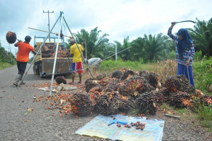 Petani Sawit di Sumsel Didorong Jalankan Perkebunan Berkelanjutan