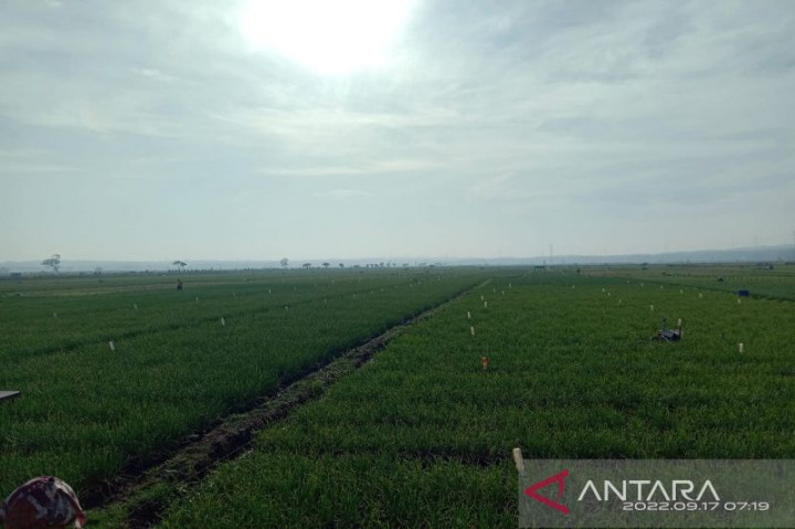 11 Hektare Tanaman Bawang Merah di Kulon Progo Terserang Hama