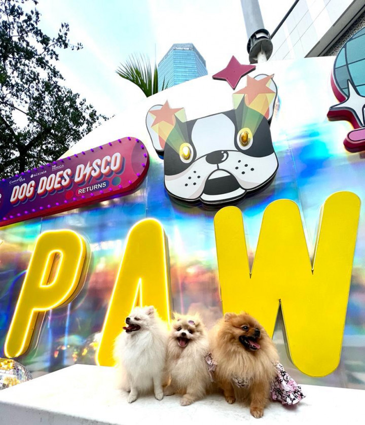 Dog Does Disco 'Returns,' Acara Anjing Terbesar Kembali Diselenggarakan