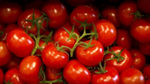 Frustasi Harga Tomat Anjlok, HKTI Jember Bagi-Bagi Tomat Gratis ke Wakil Rakyat