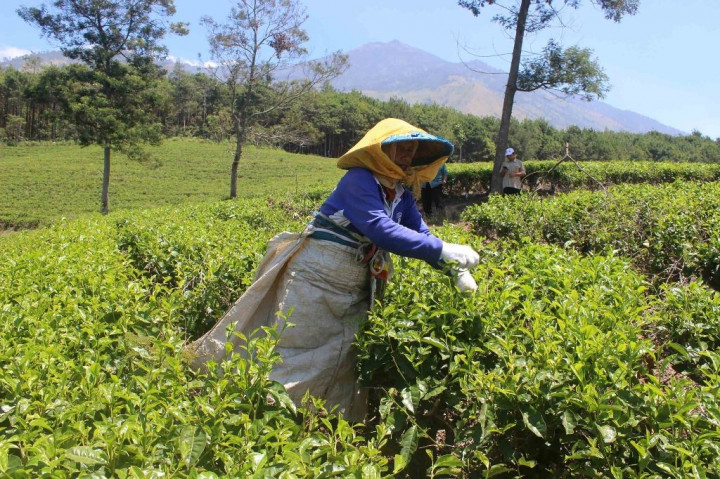 Potensi Bisnis Teh Sumbar Menggiurkan untuk Dikembangkan