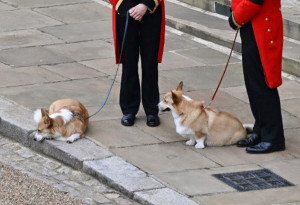 So Sweet! Anjing Corgi Kesayangan Ratu Ikut Beri Penghormatan Terakhir