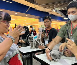 188 Kucing Ikuti Lomba International Cat Show di Indonesia