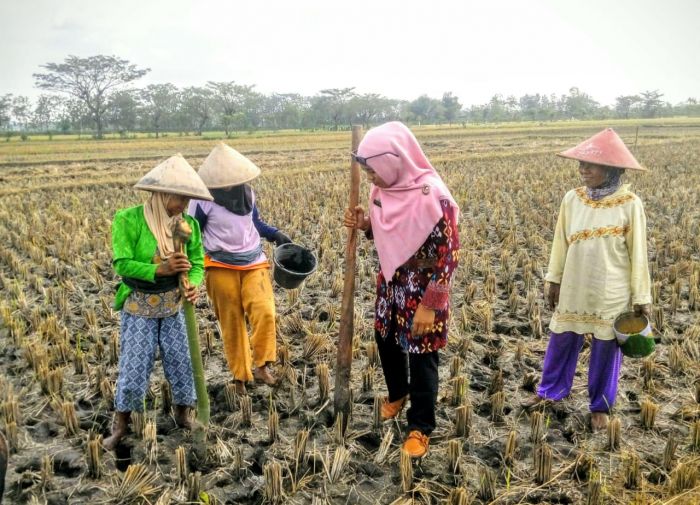 <i>Dear</i> Pak Tani, Pemerintah Bakal Beli Kedelai Lokal Rp10 Ribu