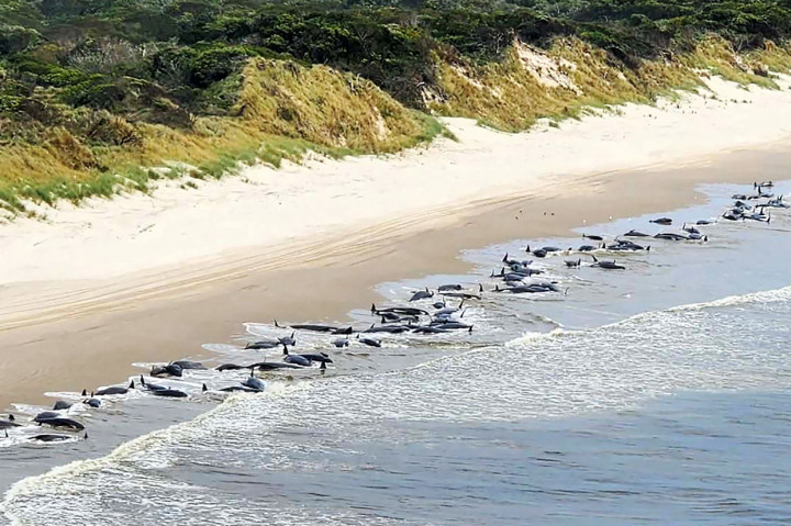 Lagi, 230 Paus Sperma Terdampar di Pantai Tasmania Australia