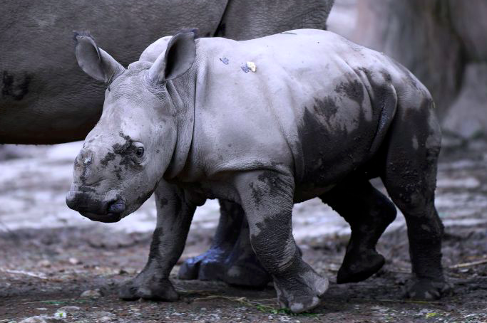 Wow, Populasi Badak di Indonesia Meningkat
