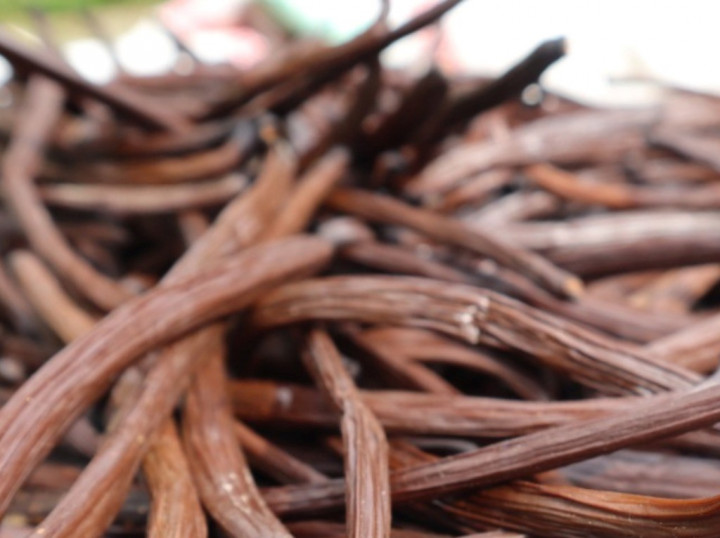 Ceruk Pasar Menjanjikan, Vanili Khas Indonesia Siap Mendunia