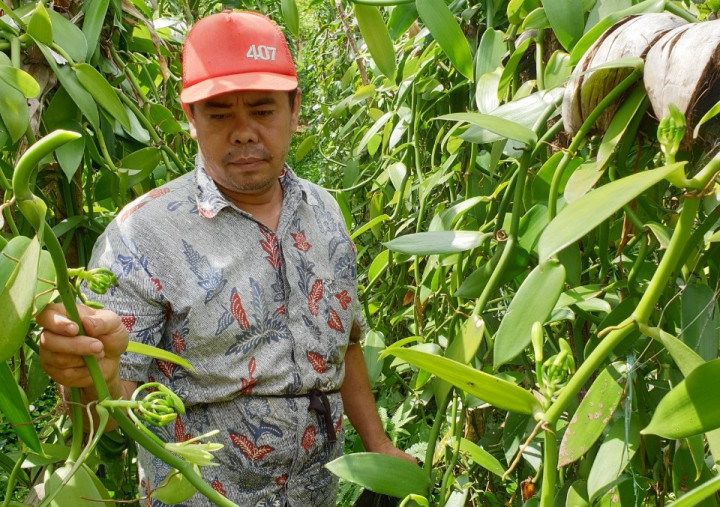 Minim Kompetitor, Petani Milenial Pilih Kembangkan Rempah Termahal