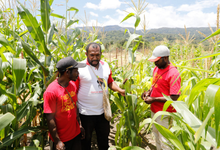 Papua Muda Inspiratif Berdayakan Warga Tingkatkan Ekonomi di Lahan Jagung