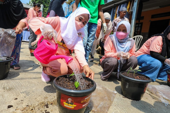 Menanam Cabai di Rumah Jadi Cara Menghemat Belanja Rumah Tangga