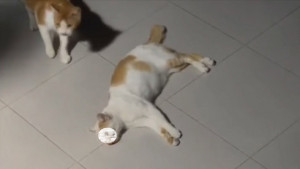 Viral, Banyak Kucing Mati Diduga Diracun di Malang