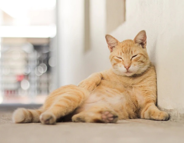 Apa Itu Hairball pada Kucing dan Bagaimana Cara Mengatasinya?