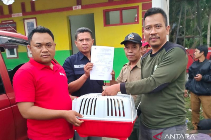 Ada Si Kancil di Cianjur, BKSDA Lepaskan ke Alam Bebas