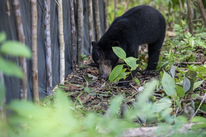 Musim Durian Picu Konflik Manusia dengan Beruang di Sumsel