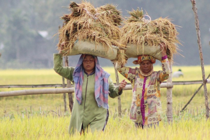 Kementan Bikin Daftar Baru Organisme Pengganggu Tumbuhan