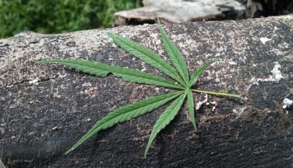 Tegas! Tak Ada Legalisasi Ganja untuk Medis