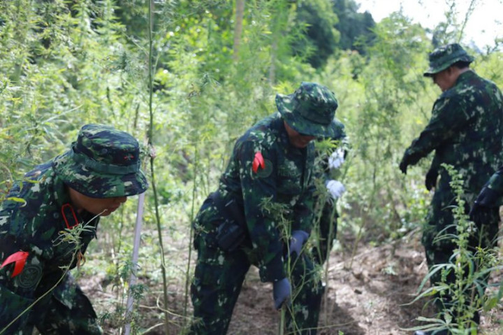 36 Ribu Batang Ganja di Aceh Besar Dimusnahkan