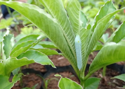 Ternyata, Tiongkok Banyak Tak Loloskan Izin Eksportir Tepung Porang Indonesia