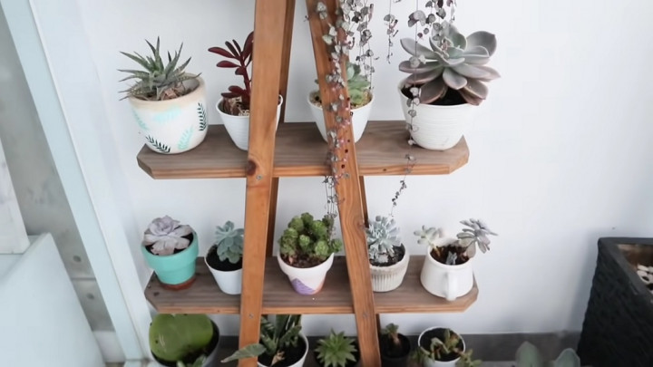 Tanaman Sukulen Mudah Busuk? Begini Perawatan yang Tepat