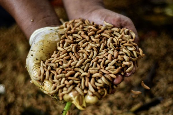 Lagi <i>Booming</i>, Ceruk Pasar Ekspor Maggot ke Eropa Masih Luas
