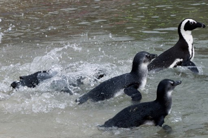 Populer Internasional: Kematian Puluhan Penguin hingga Pemilu Malaysia Dipercepat