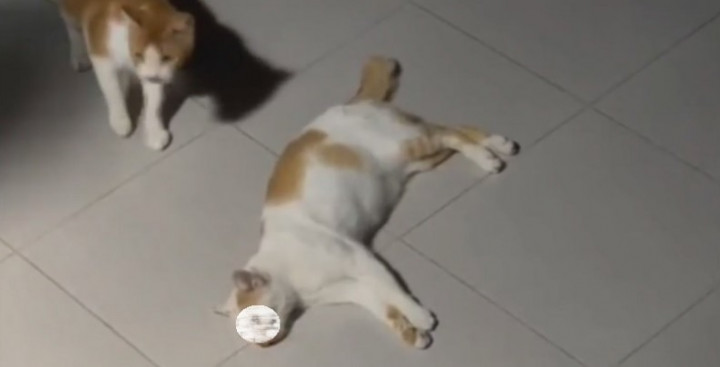 <i>Sadis</i>, Puluhan Bangka Kucing Termutilasi Ditemukan di 2 Pasar di Tasikmalaya