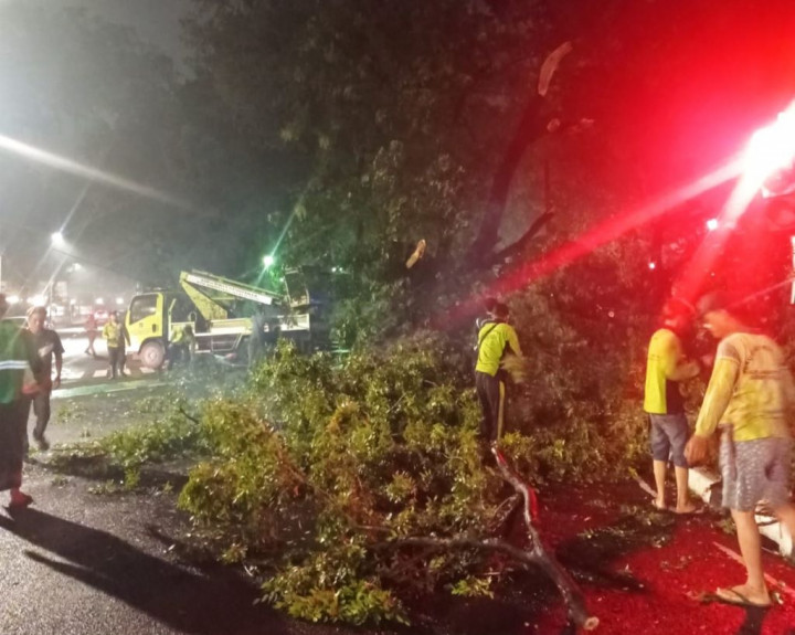 4 Pohon di Jakpus Tumbang, Satu Mobil Jadi Korban