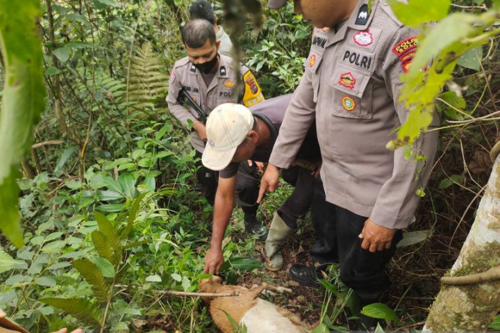 Belasan Kambing di Solok Mati Misterius, Petugas Sangsi Diterkam Harimau