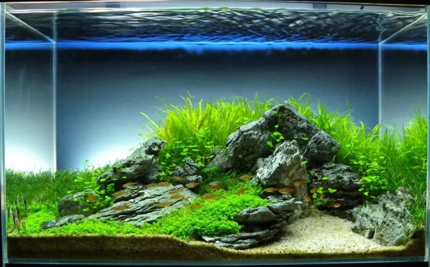 Tampilan Aquascape (Foto: YouTube Pakne Kenzho)