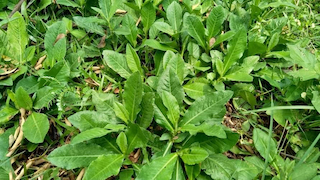 Manfaat Daun Tempuyung, Daun Liar yang Bantu Atasi Darah Tinggi, Asam Urat hingga Batu Ginjal