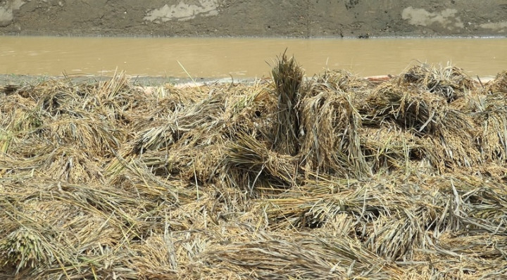Terendam Banjir, Ratusan Hektare Lahan Pertanian di Aceh Timur Terancam Gagal Panen