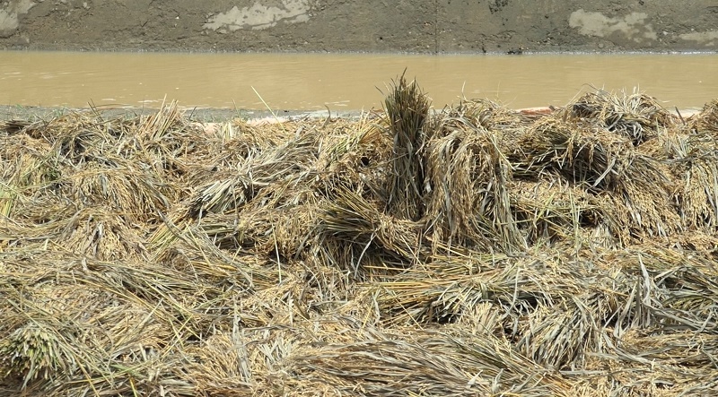 Lahan persawahan milik warga di Desa Seunoubok Buya, Kecamatan Idi Timur, Kabupaten Aceh Timur, Aceh, terancam gagal panen. Foto: MEdcom.id/Fajri Fatmawati